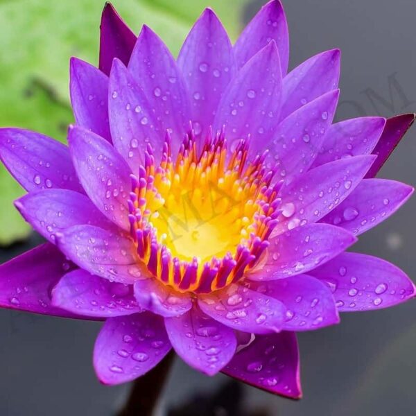 Blue Lotus Attar