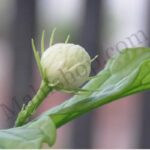 Mogra Attar