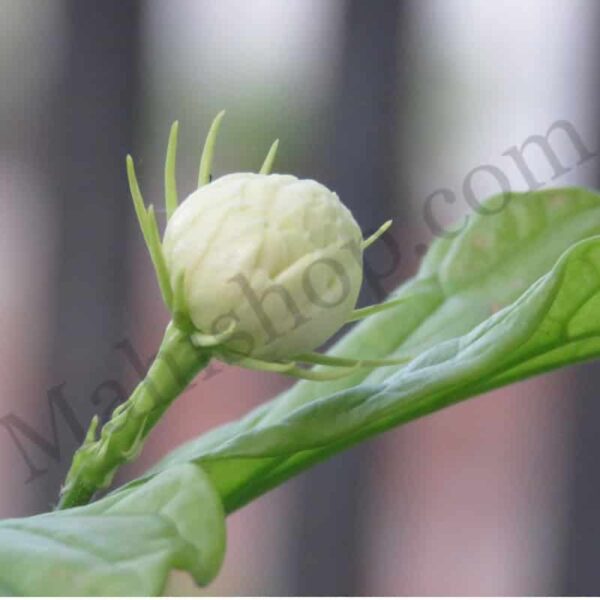 Mogra Attar