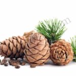 Organic Cedarwood Essential Oil