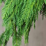 Organic Cypress Essential Oil