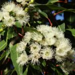 Organic Eucalyptus Essential Oil