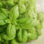 Organic Holy Basil Essential Oil