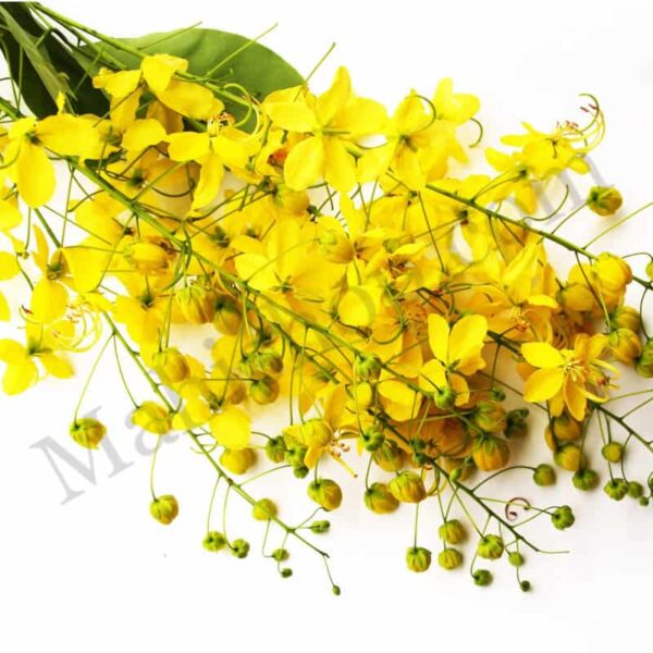 Organic Labdanum Essential Oil