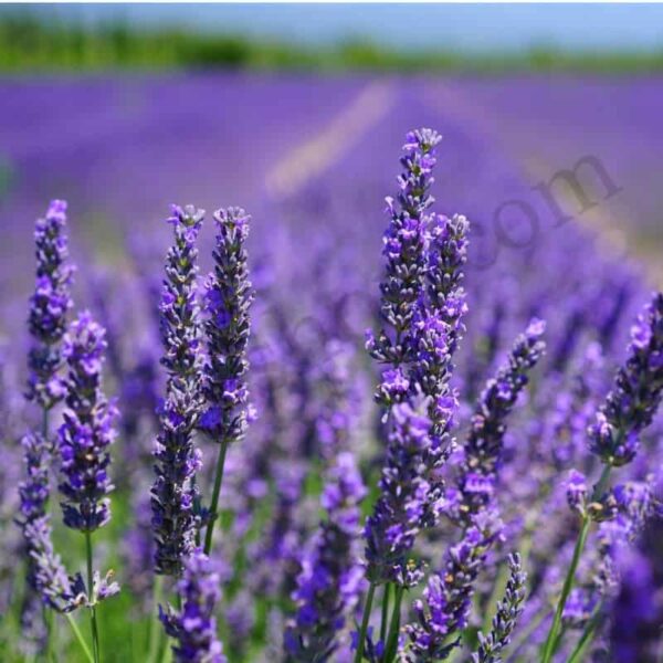 Organic Lavender Essential Oil