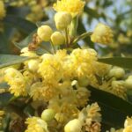 Organic Litsea Cubeba Essential Oil