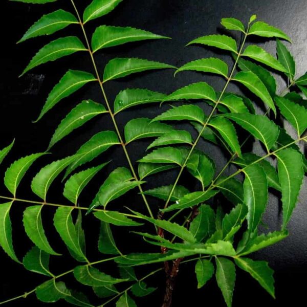 Organic Neem Oil