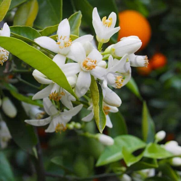 Organic Neroli Essential Oil