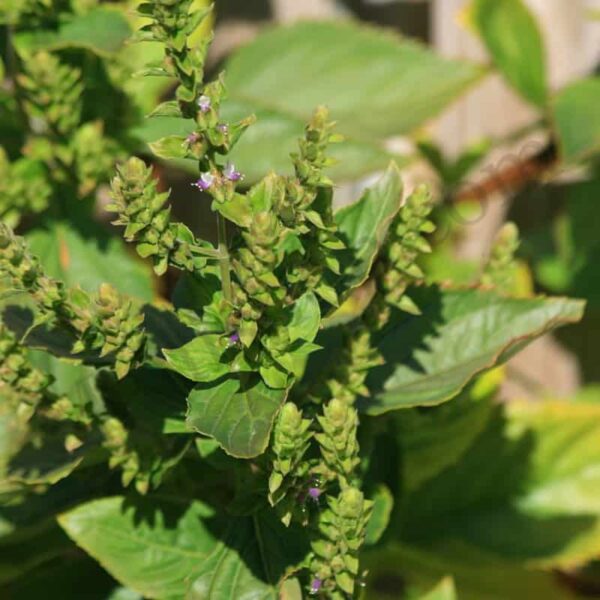 Organic Patchouli India Essential Oil