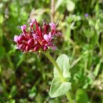 Organic Spikenard Essential Oil