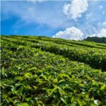 Organic Tea Tree Essential Oil
