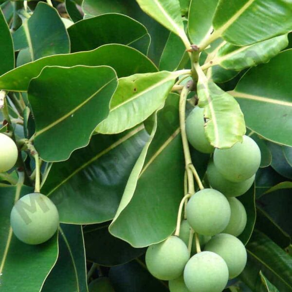 Tamanu Oil