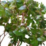 Organic Lemon Myrtle Essential Oil