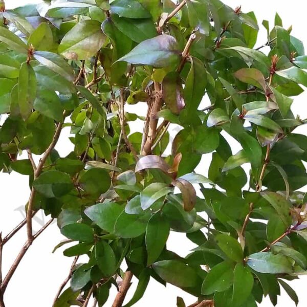 Organic Lemon Myrtle Essential Oil