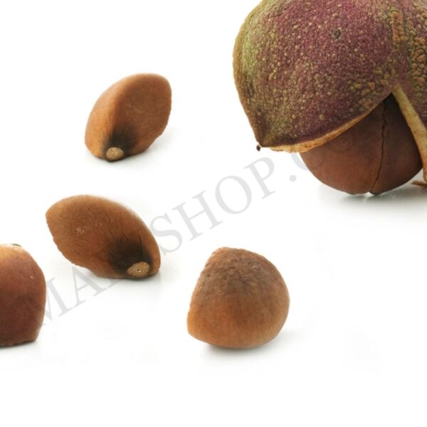 Camellia Seed Oil