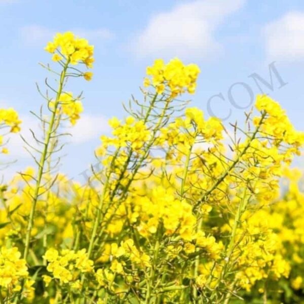 Canola Oil