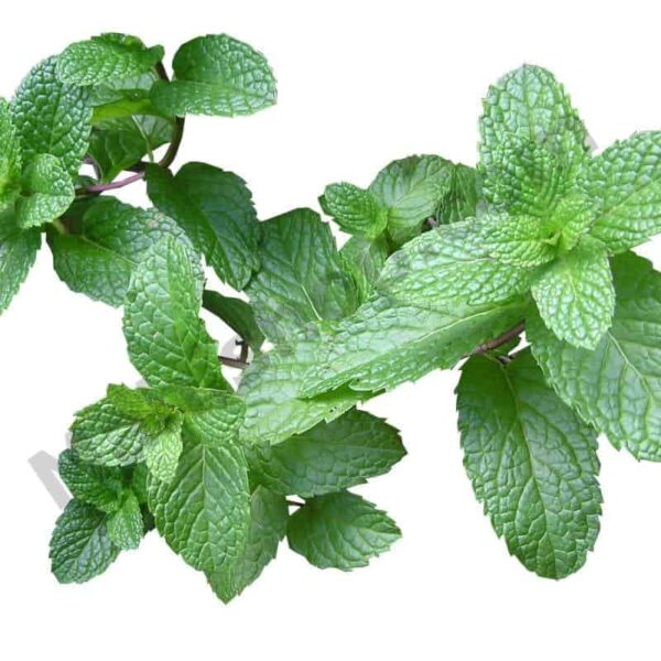 Cornmint Essential Oil
