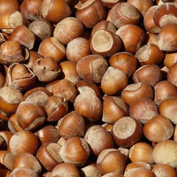 Hazelnut Carrier Oil