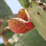 Prickly Pear Oil
