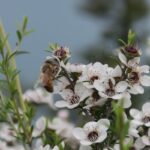 Kanuka Essential Oil
