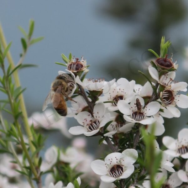 Kanuka Essential Oil