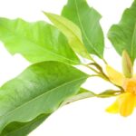 Michelia Alba Leaf Essential Oil