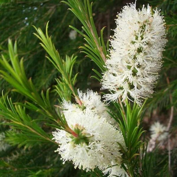 Nerolina Australian Essential Oil