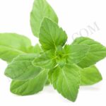 Pennyroyal Essential Oil