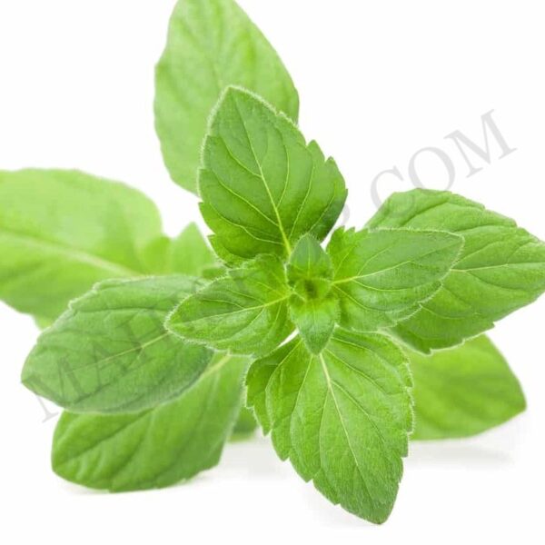 Pennyroyal Essential Oil