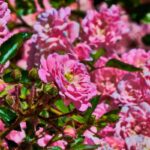 Rosalina Essential Oil