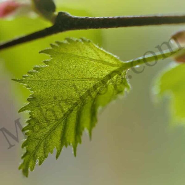 Sweet Birch Essential Oil