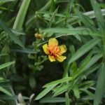 Tarragon Essential Oil
