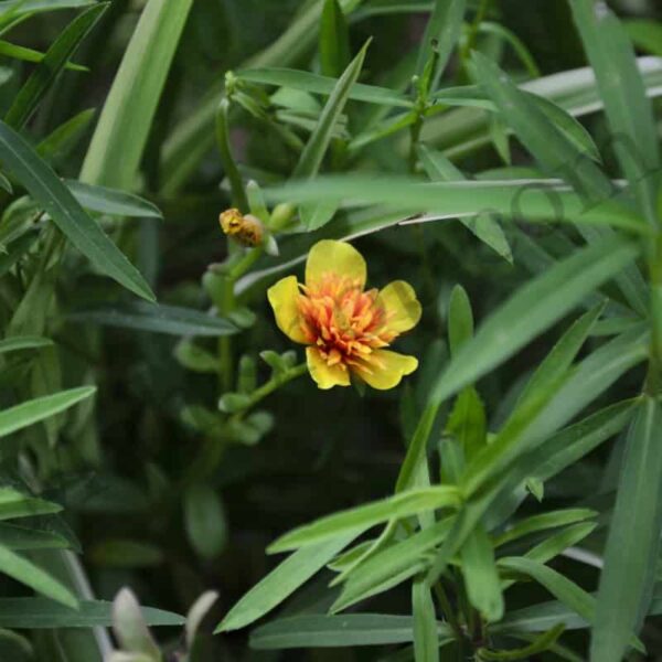 Tarragon Essential Oil