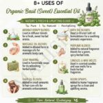 8 uses of organic sweet basil oil
