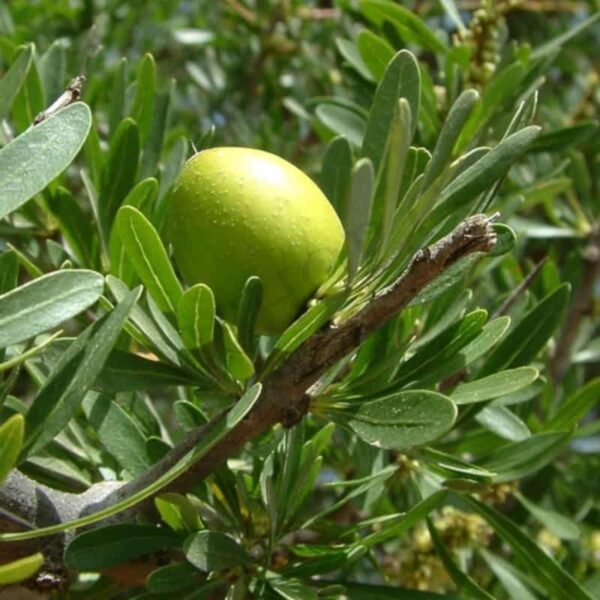 Organic Argan Oil