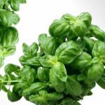 Organic Basil(sweet) Essential Oil