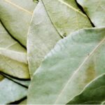 Organic Bay Leaf Essential Oil