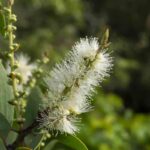 Organic Cajeput Essential Oil