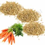 Organic Carrot Seed Essential Oil