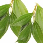 Organic Cinnamon Leaf Essential Oil