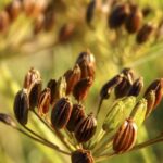 Organic Dill Seed Essential Oil