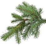 Fir Balsam Essential Oil