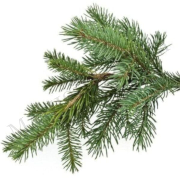 Fir Balsam Essential Oil