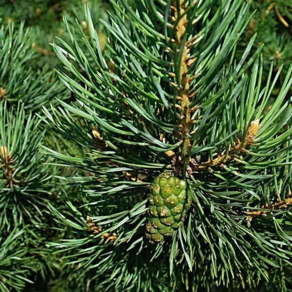Fir Needle Essential Oil