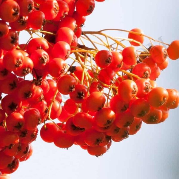 Sea Buckthorn Oil