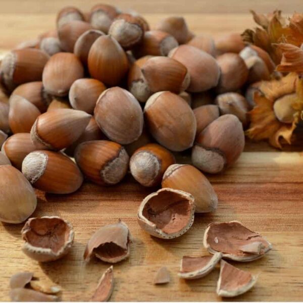 Shea Nut Oil