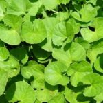 Brahmi Oil