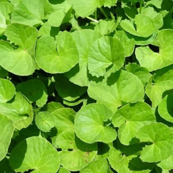 Brahmi Oil