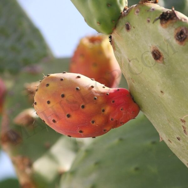 Organic Prickly Pear Oil