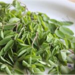 Organic Moringa Oil